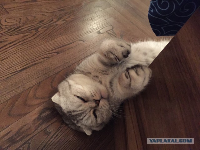 Котовторник