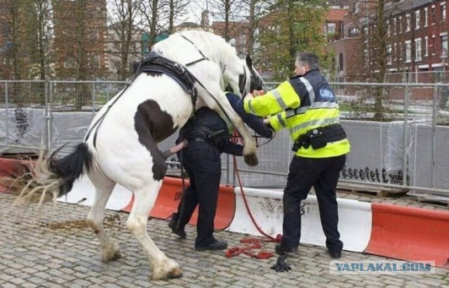 Гаишный аттракцион "А ну ка дыхни!"