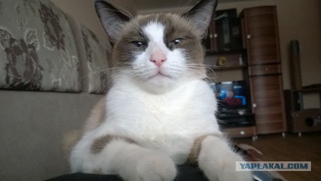 Котовторник