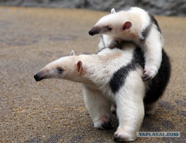 Трогательнейшие семейные сцены из мира животных