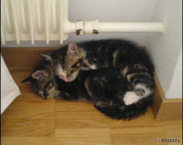 Кошки