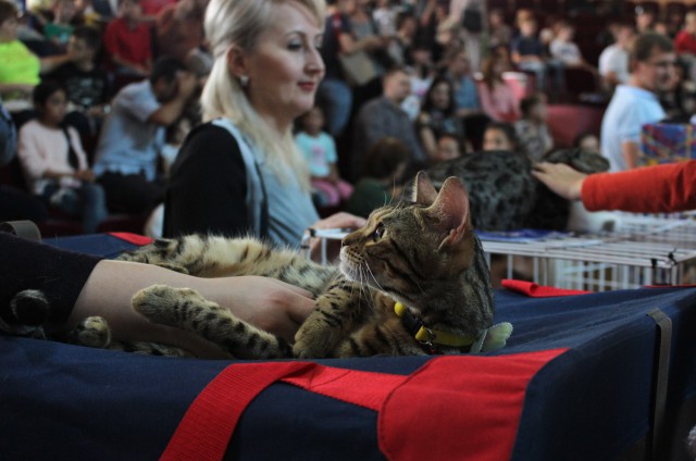 «Осенний Кошкент-2016»