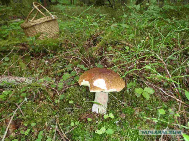Грибные страдания.