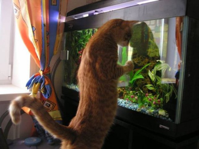 Коты из сети
