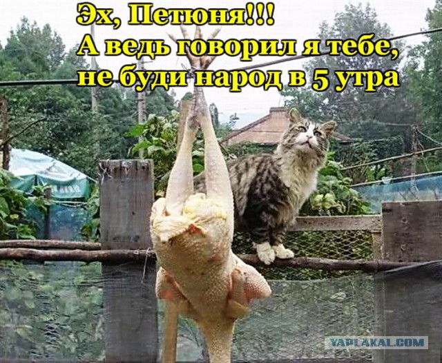 25 порций юмора не для всех