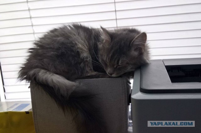 Котовторник  23.01.2018