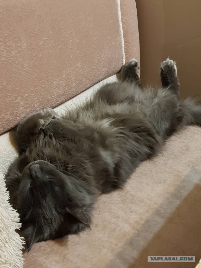Котовторник 30.01.2018