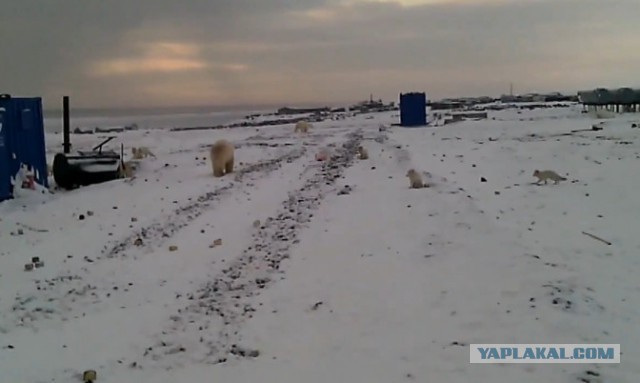 На Ямале белые медведи пришли охотиться на песцов в соседний посёлок