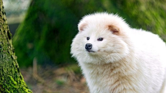 Живность из сети