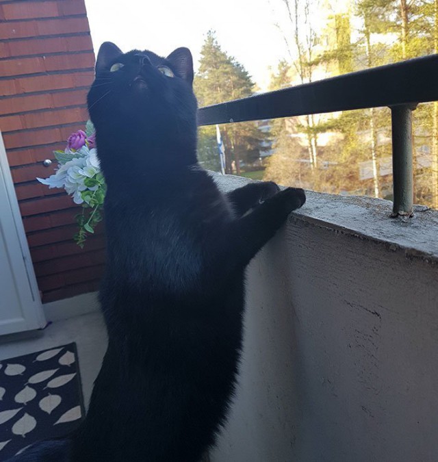 Увидел мир: неподдельные эмоции кота, впервые выпущенного на балкон