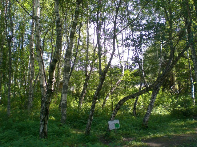 Петрозаводск. Карелия