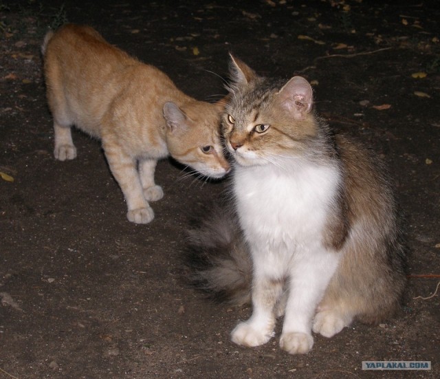 Даёшь Котовторник на ЯПе! (29.07.08)