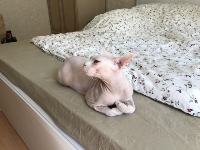 Прикольных котов пост