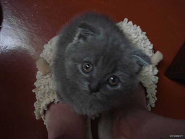 Котовторник (02.06.2009)