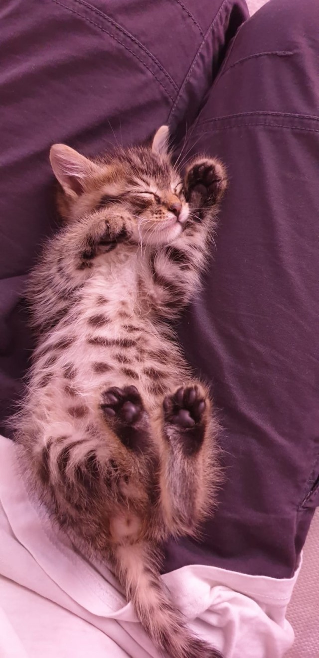 Мой первый Котовторник