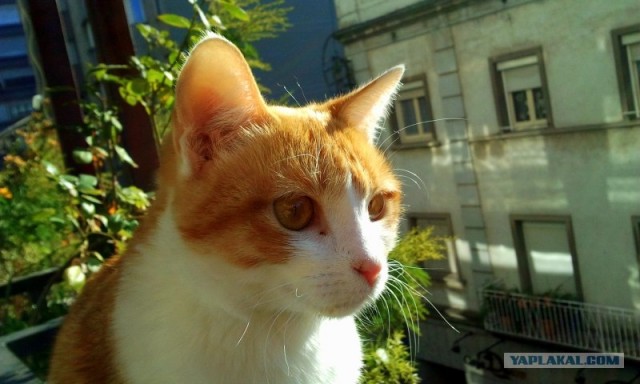 Котовторник 17 января