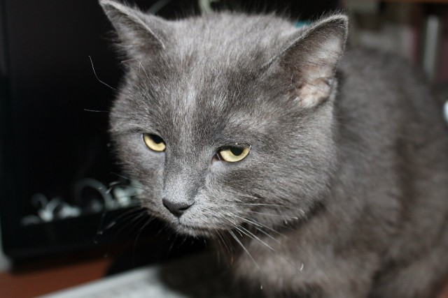 Котовторник 27.03.2012