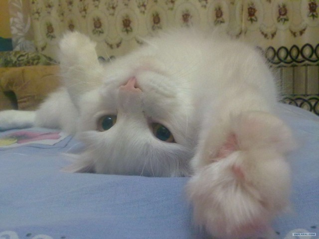 Котовторник  от 3.04.2012