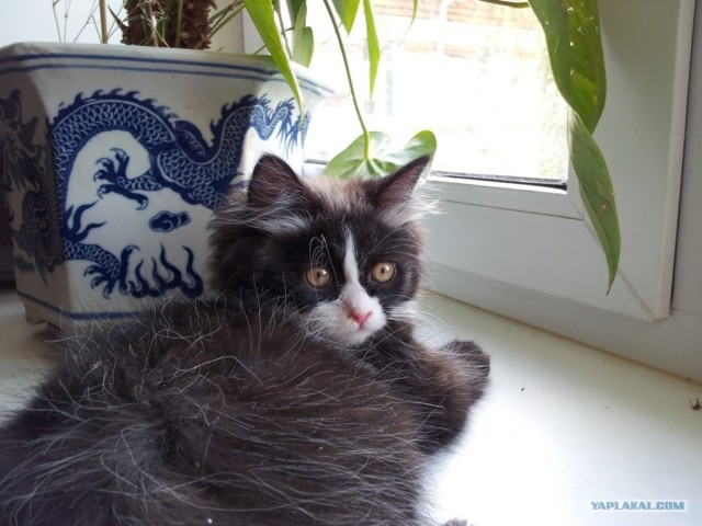 Котовторник 29.05.2012