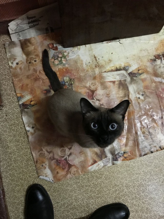 Прикольных котов пост