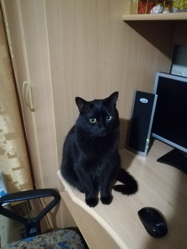 Забавные фото котеек