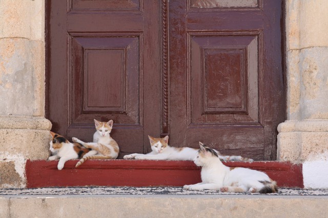 Котовторник! начнем? 04.06.19