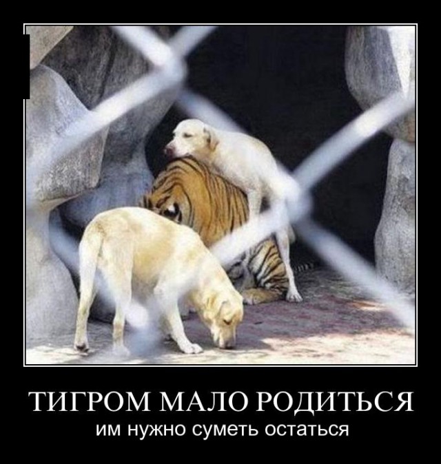 Дружба между львом, тигром и медведем
