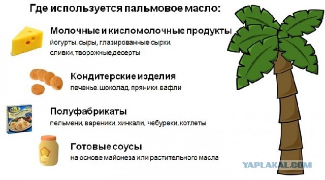 Как России слезть с «пальмы»: Почему вместо нормальных молочных продуктов нам предлагают суррогаты на основе пальмового масла