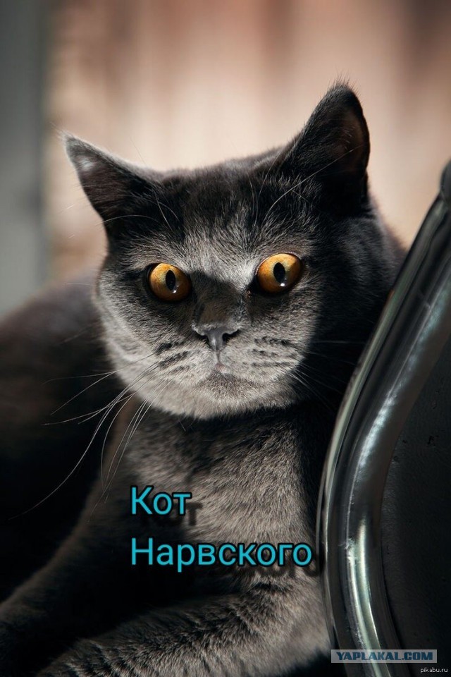 Коротко о ЯПлакал в картинках