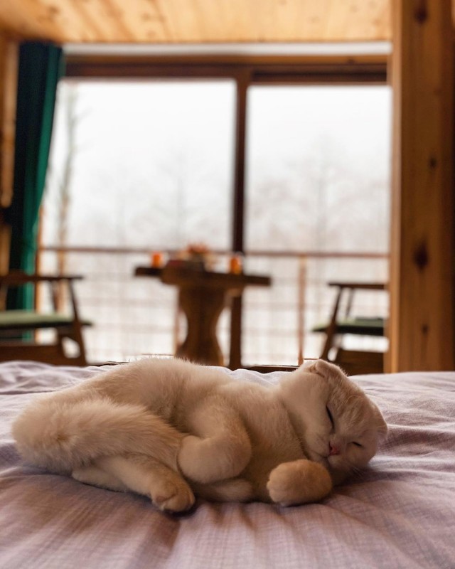 Коты из сети