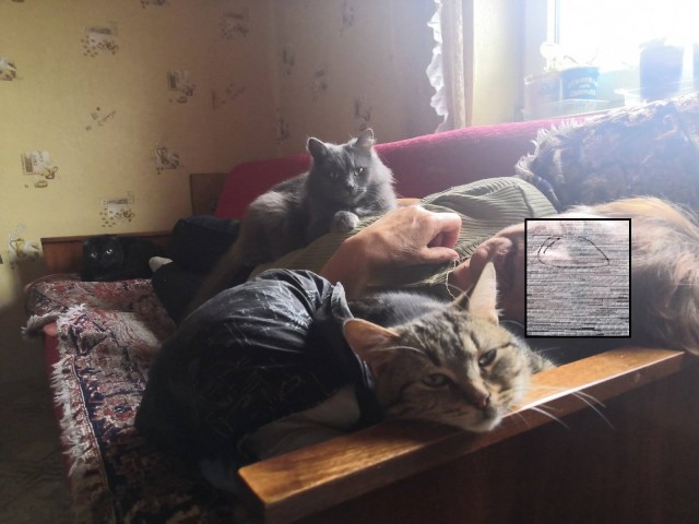 Про котов