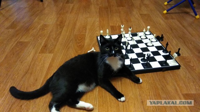 Последний котовторник 2020 года