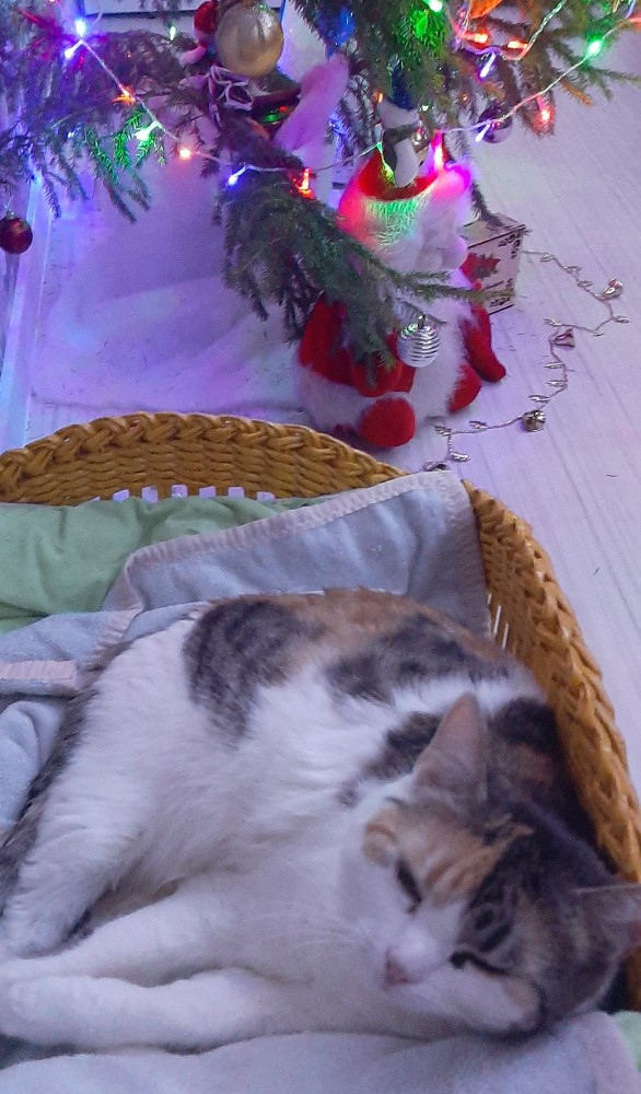 В завершение котовторника.