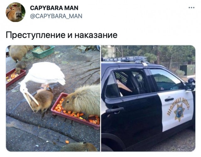 Картинки и мемы для настроения