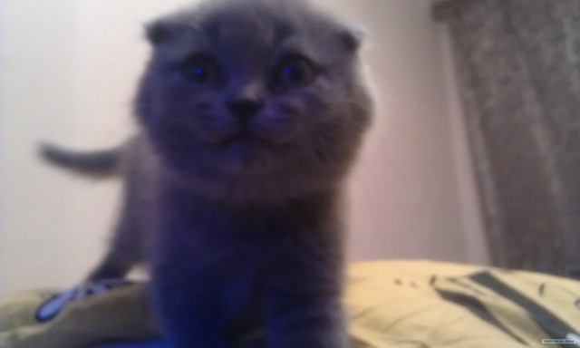 Шотландский вислоухий просится на обнимашки