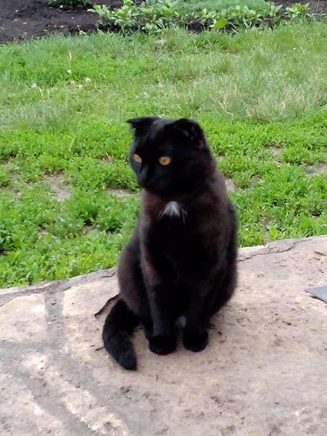 Котовторник же!