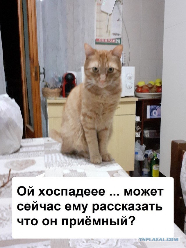 Вторник-кото