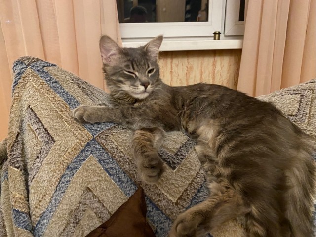 Вторник-кото