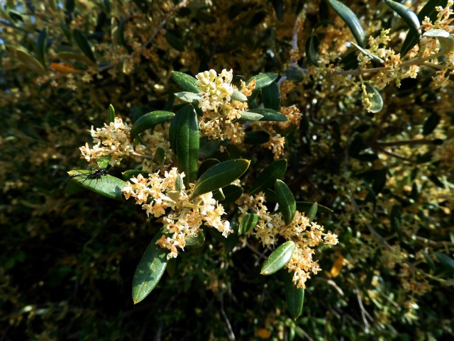 Апельсиняя рыба