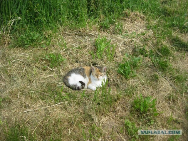 Жизнь домашнего приюта для котеек 345
