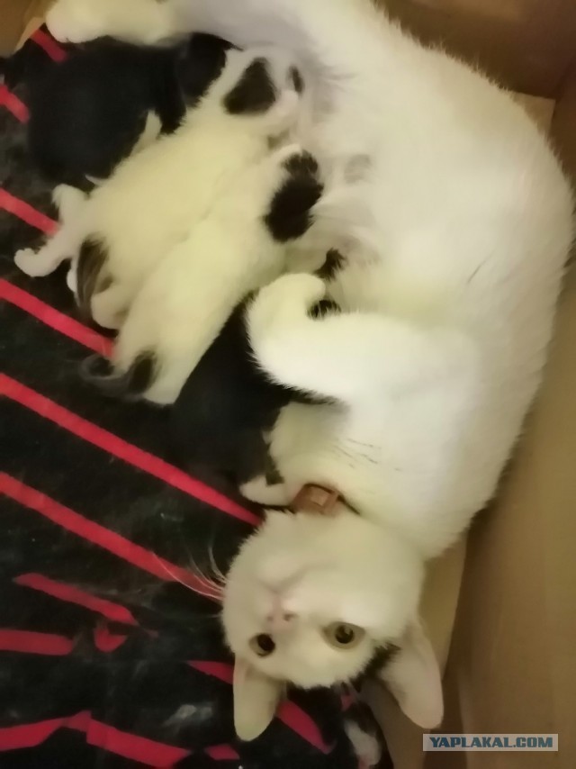 А котовторник уже начался?