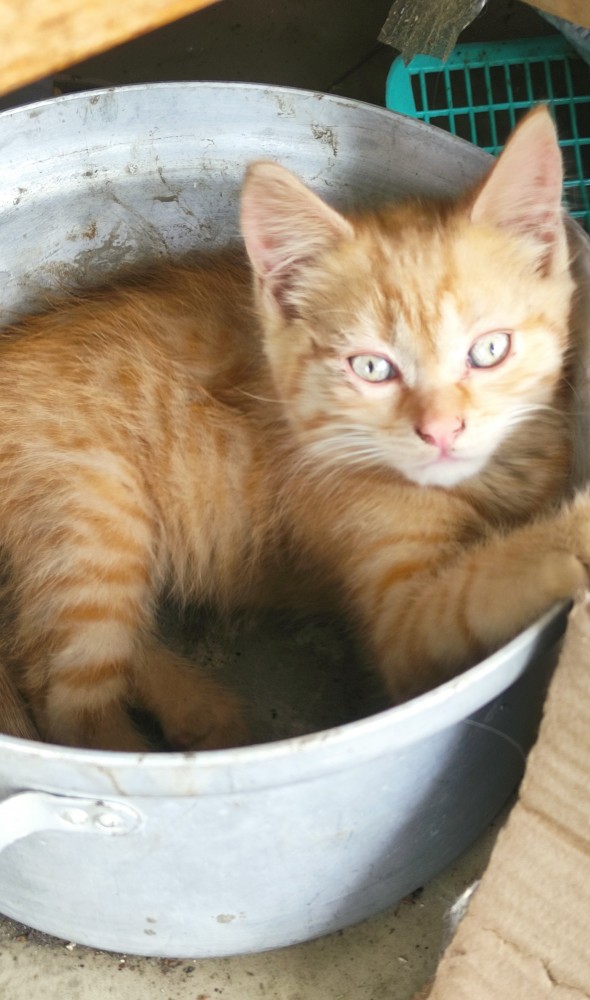 А котовторник уже начался?