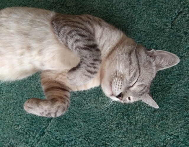 Хоба! Котовторник!