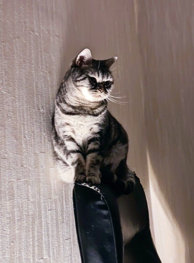 Котовторник так котовторник