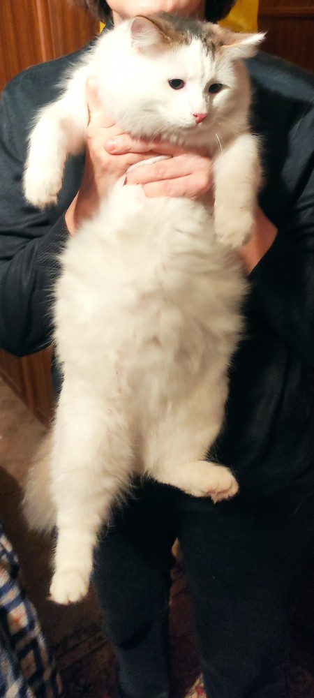 Котовторник. Февраль