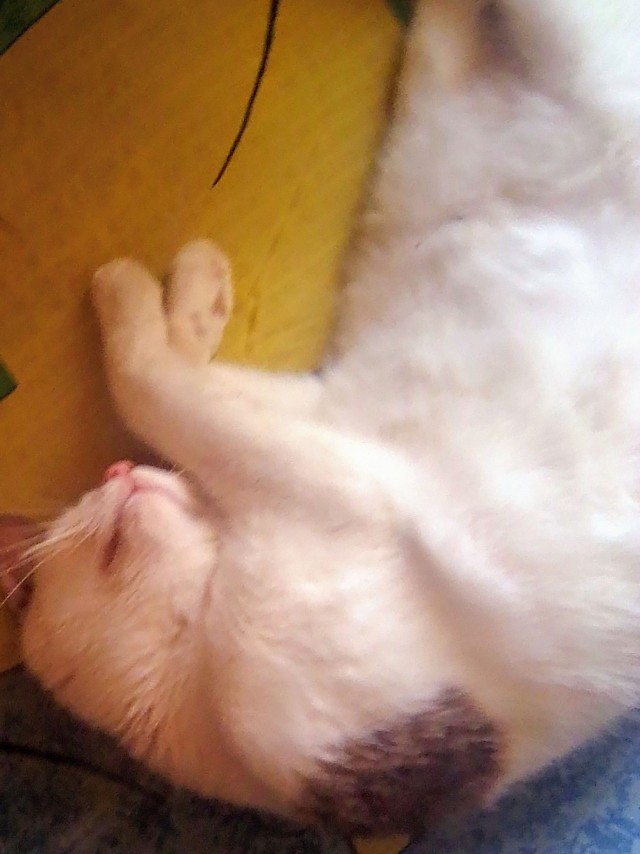 С праздником и котофторником!