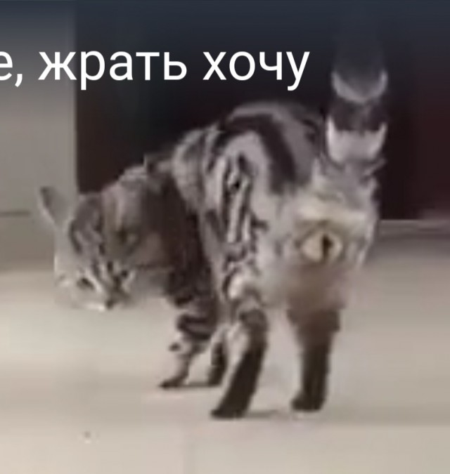 Пропустите, жрать хочу