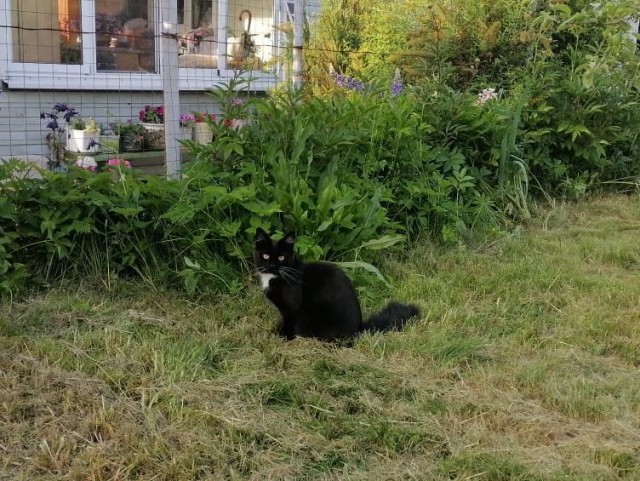 Котовторнику быть