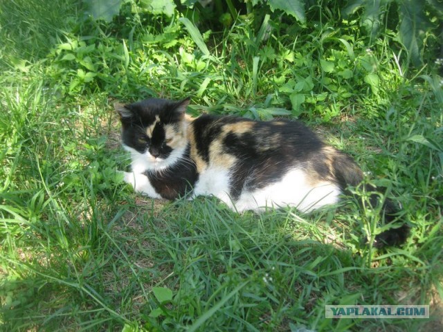 Жизнь домашнего приюта для котеек 404