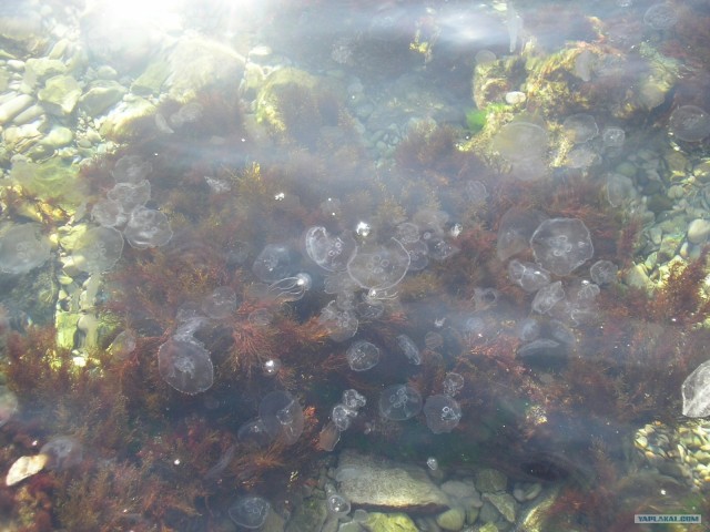 Южный берег Крыма